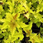 Tavoľa kalinolistá (Physocarpus opulifolius) ´LUTEUS´ - výška 90-110 cm, kont. C5L - NA KMIENKU